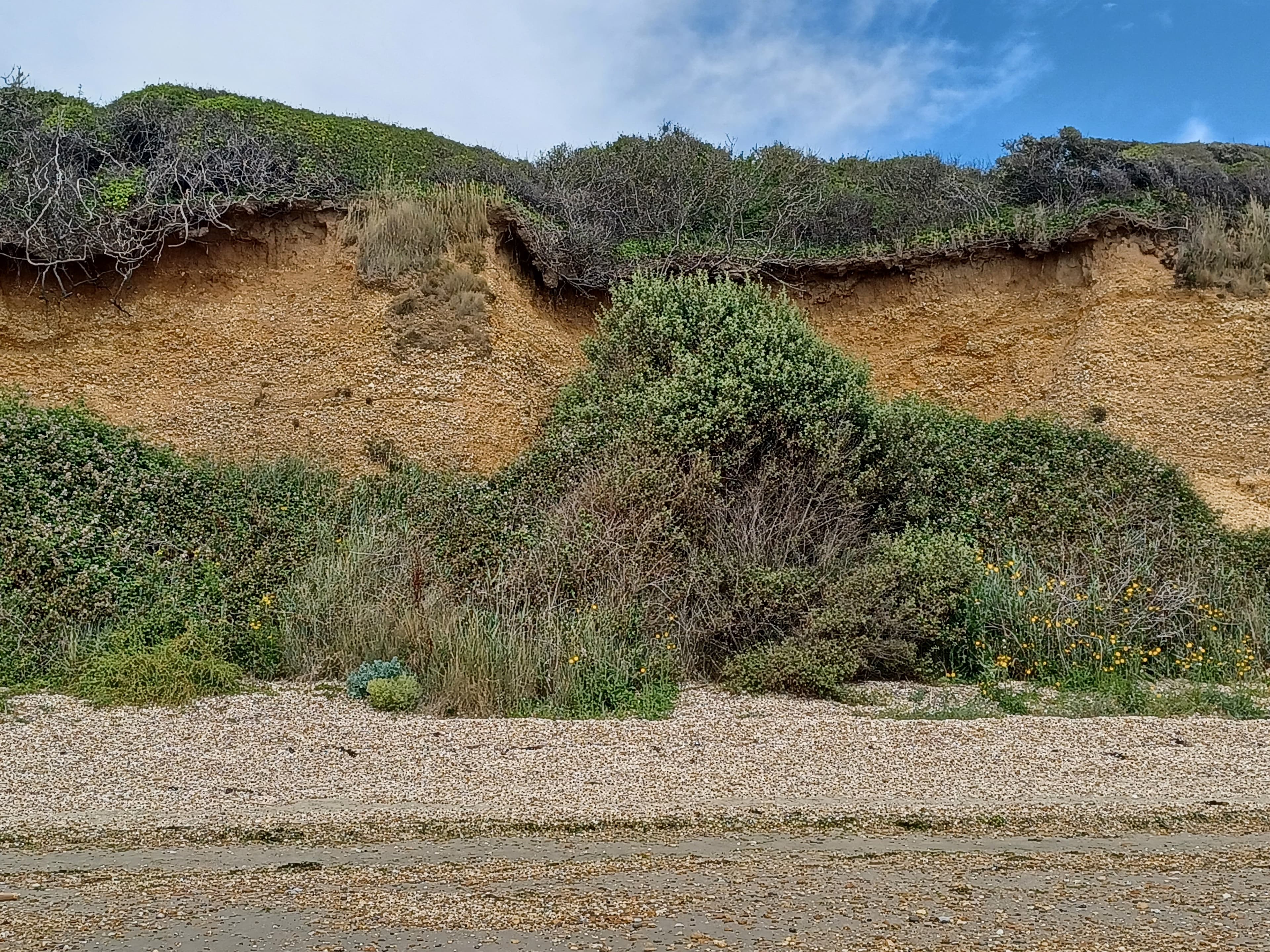 Cliffs on the England Coast Path west of Stubbington, Hampshire